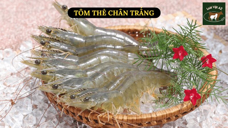 Tôm Thẻ Chân Trắng