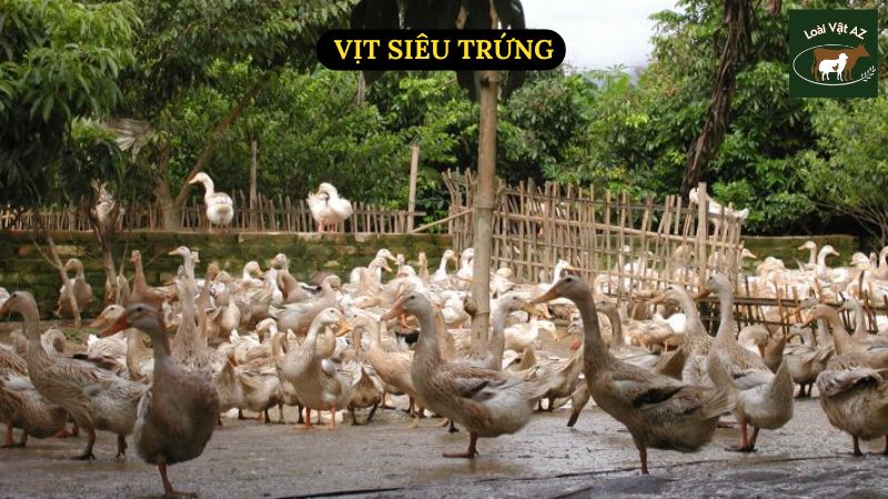 Vịt Siêu Trứng