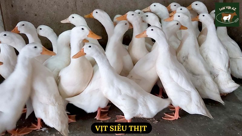 Vịt siêu thịt